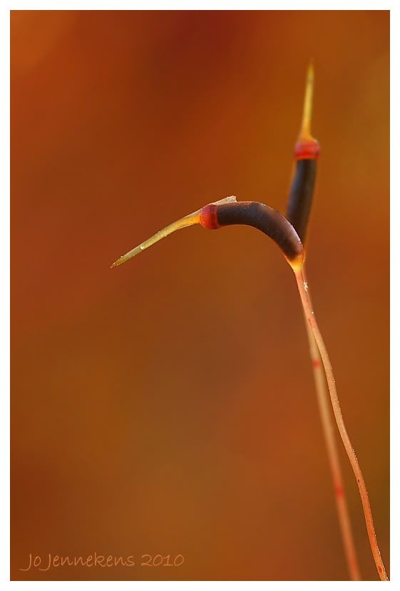 Fotografie