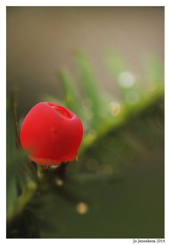 Fotografie