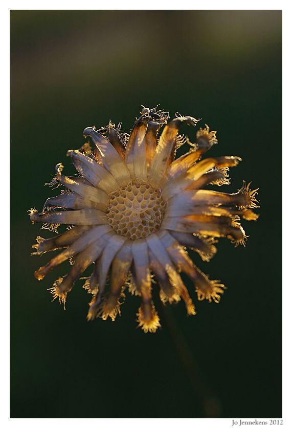 Fotografie