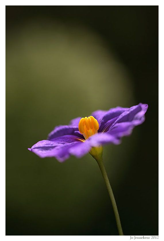Fotografie