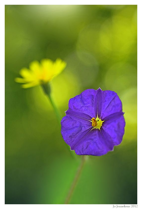Fotografie