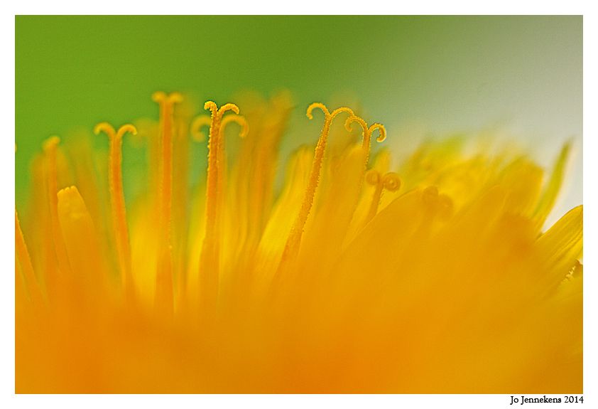 Fotografie