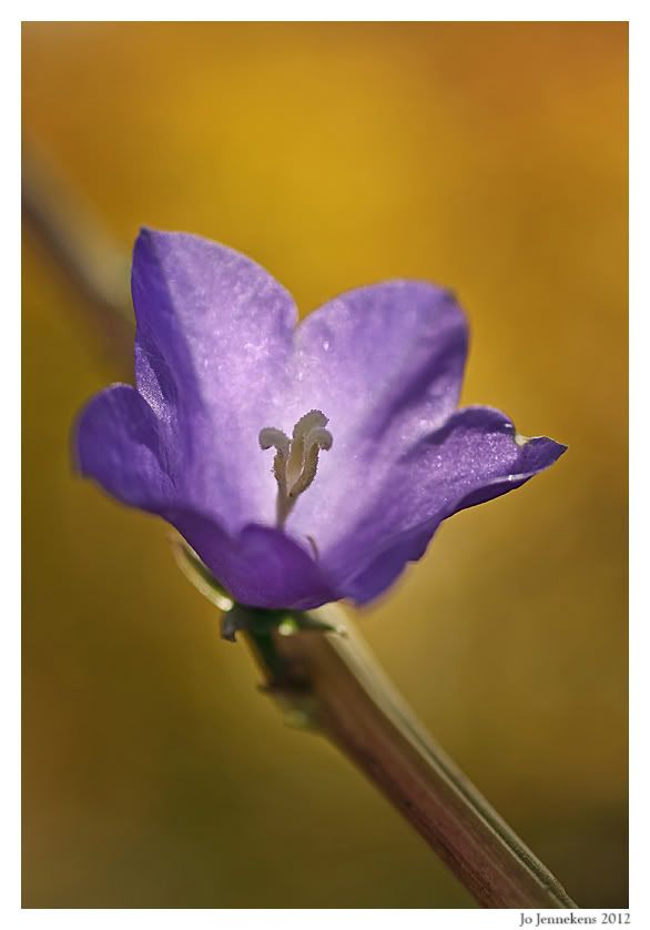 Fotografie
