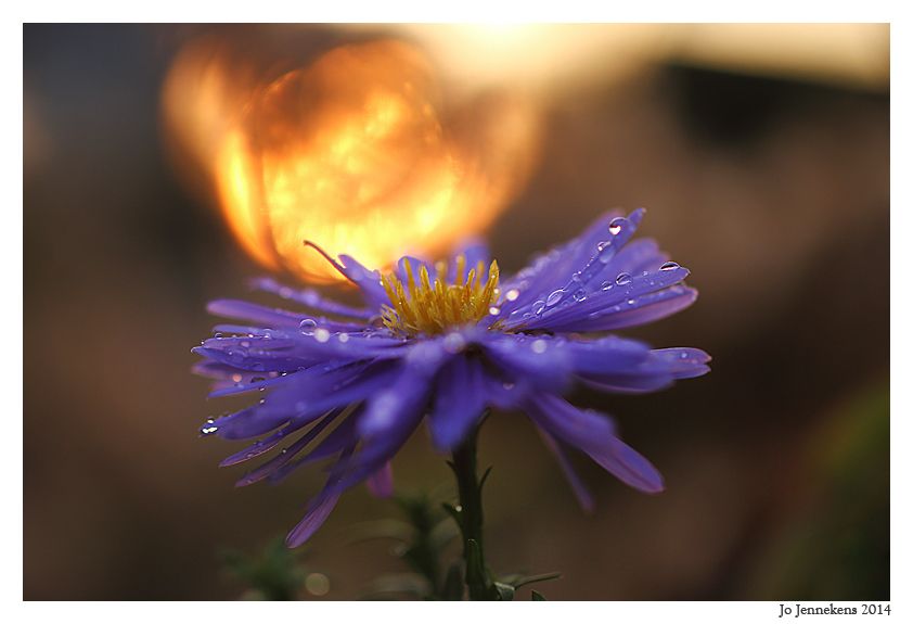 Fotografie