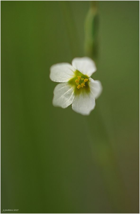 Fotografie