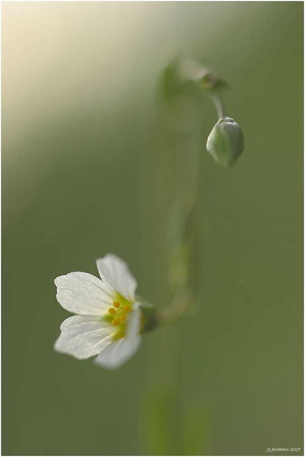 Fotografie