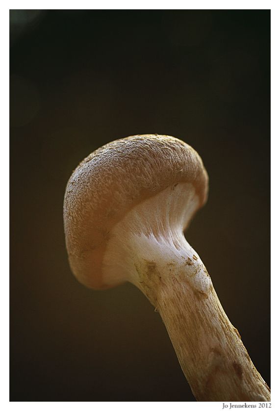 Fotografie