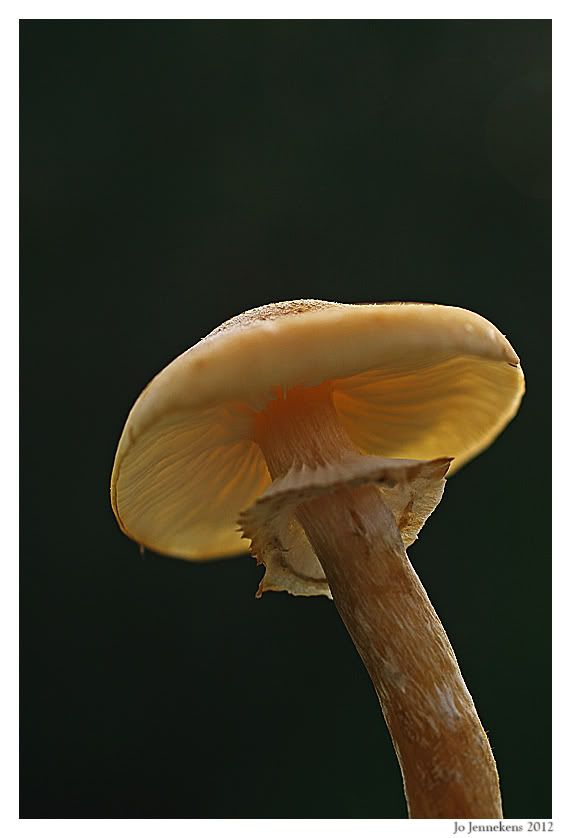 Fotografie