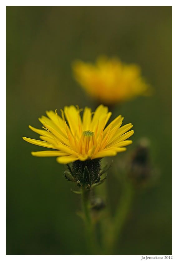 Fotografie