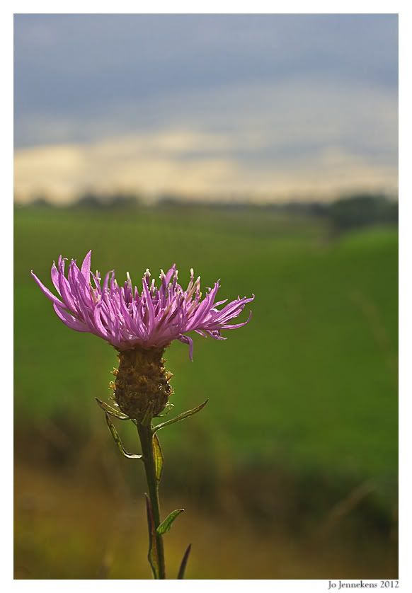 Fotografie