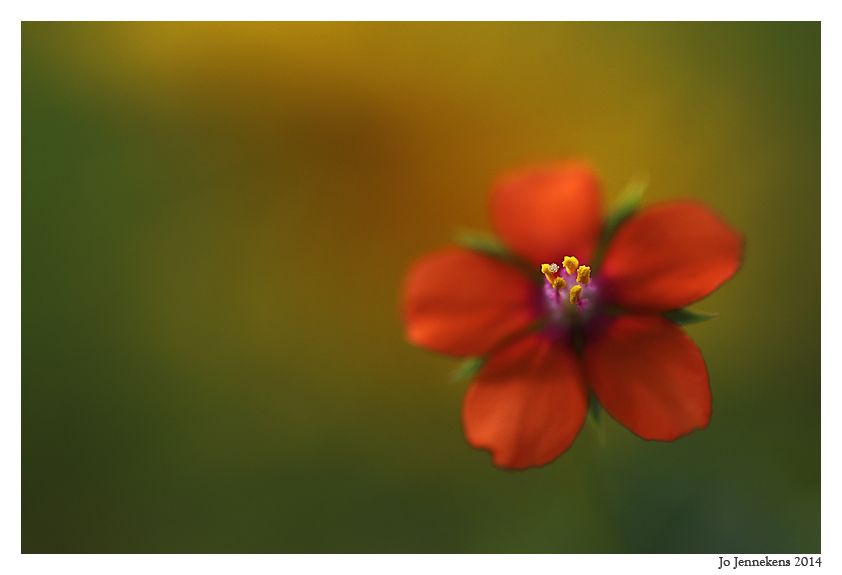 Fotografie