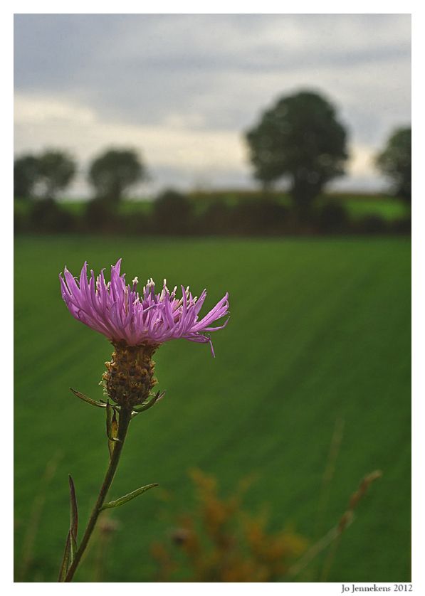 Fotografie