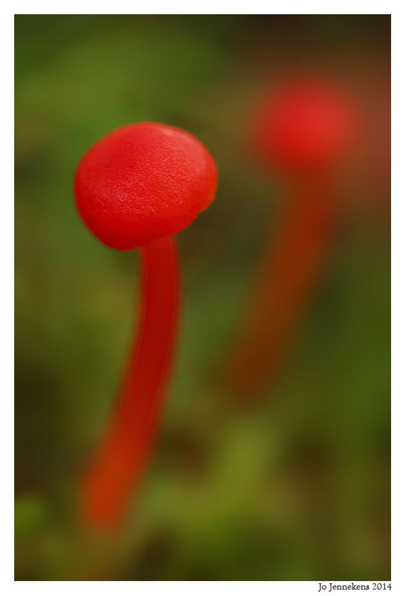 Fotografie