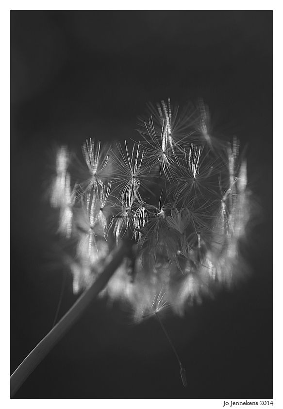 Fotografie