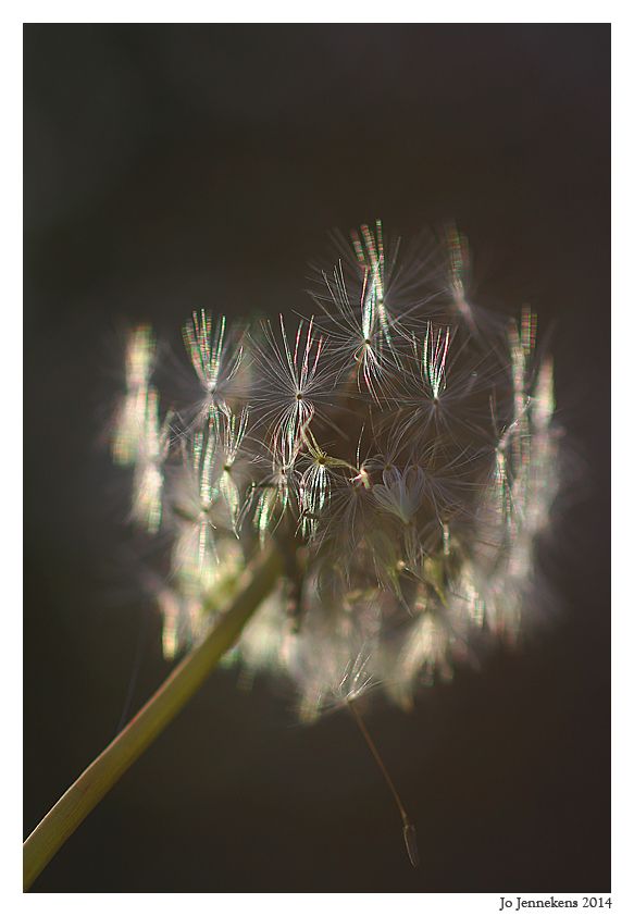 Fotografie