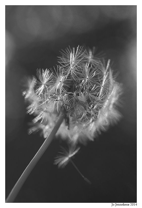 Fotografie