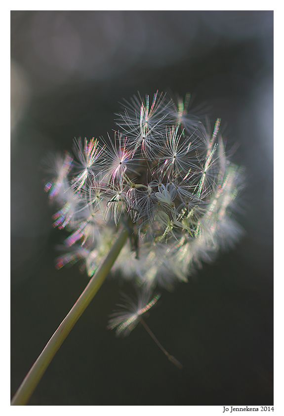 Fotografie