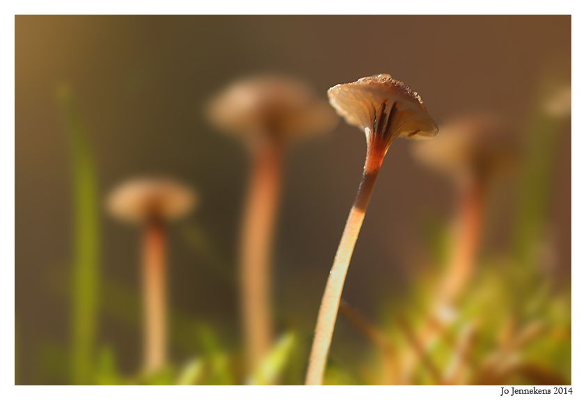Fotografie