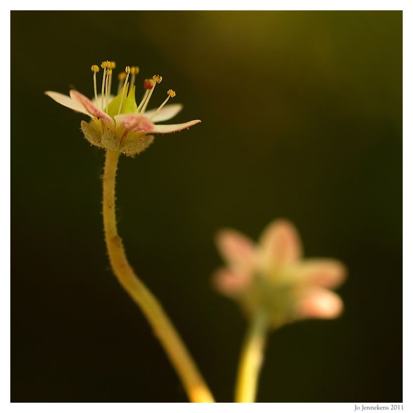 Fotografie