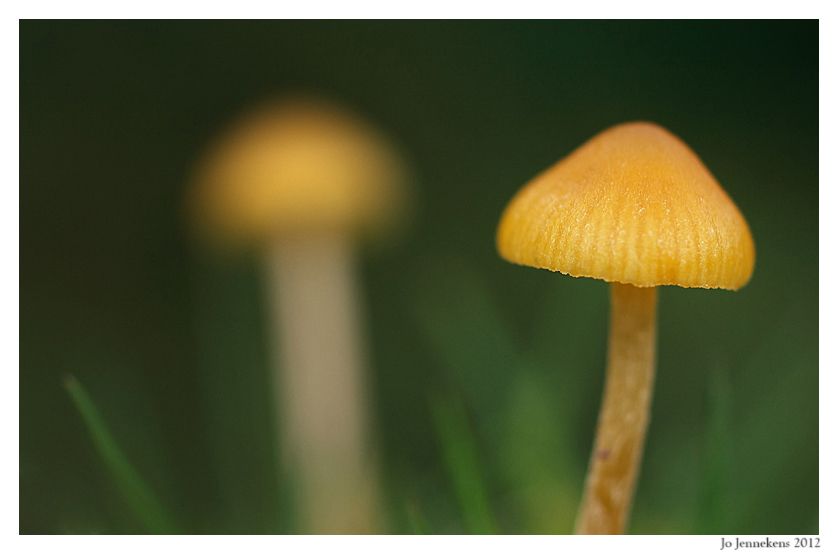 Fotografie