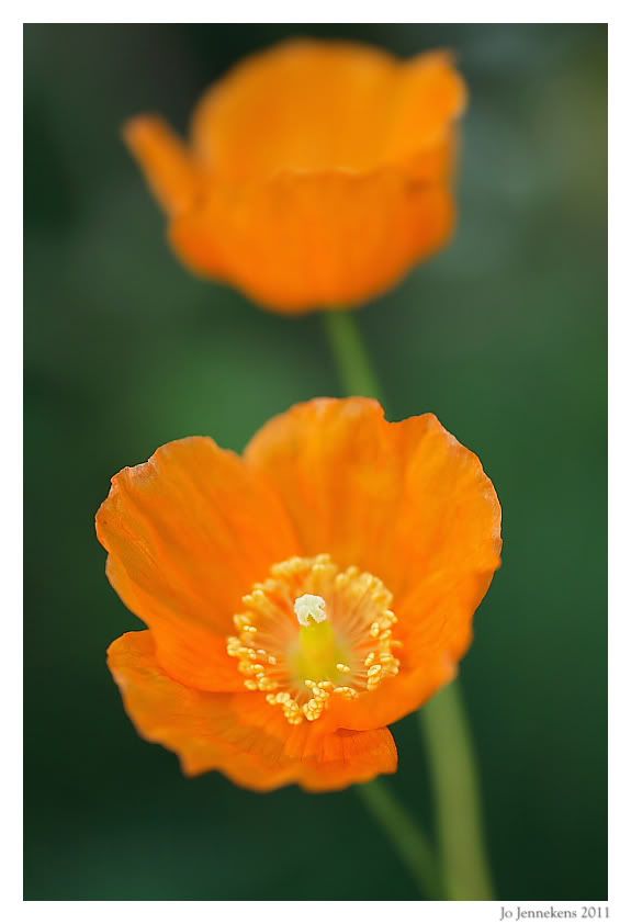Fotografie