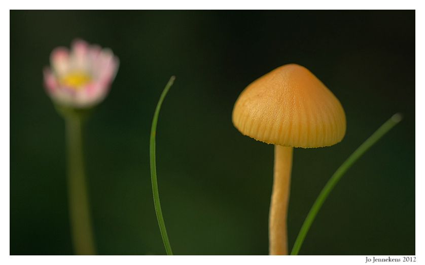 Fotografie