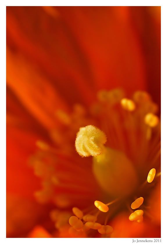 Fotografie