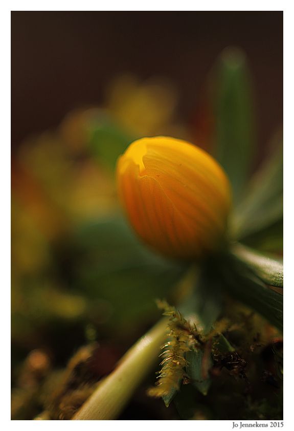 Fotografie