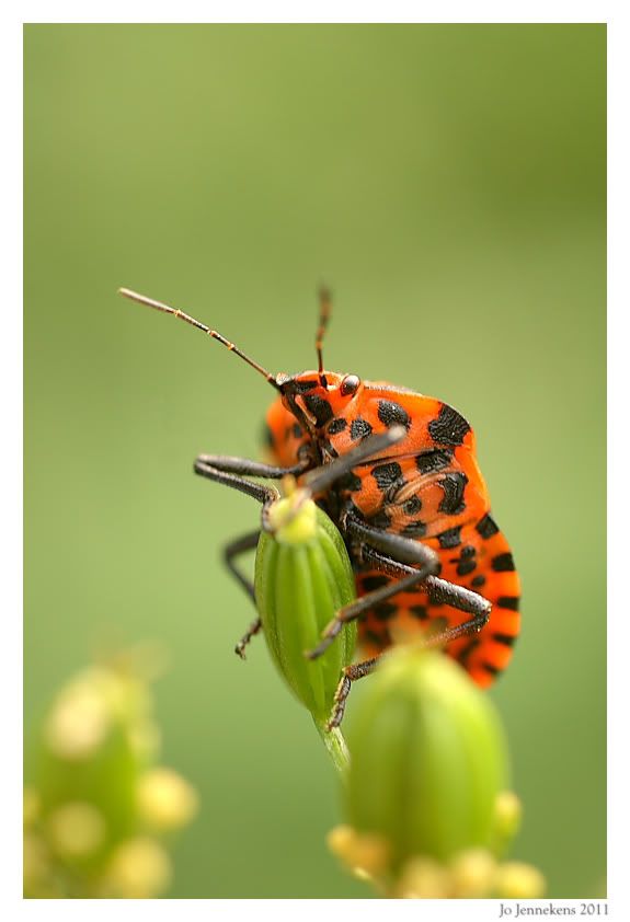 Fotografie