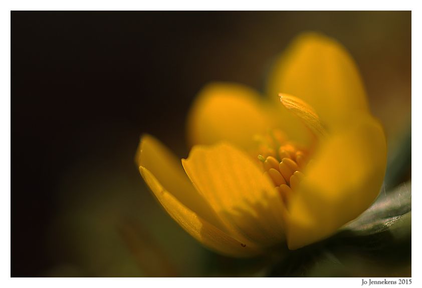 Fotografie