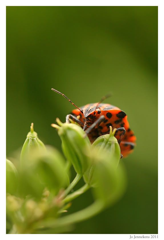 Fotografie