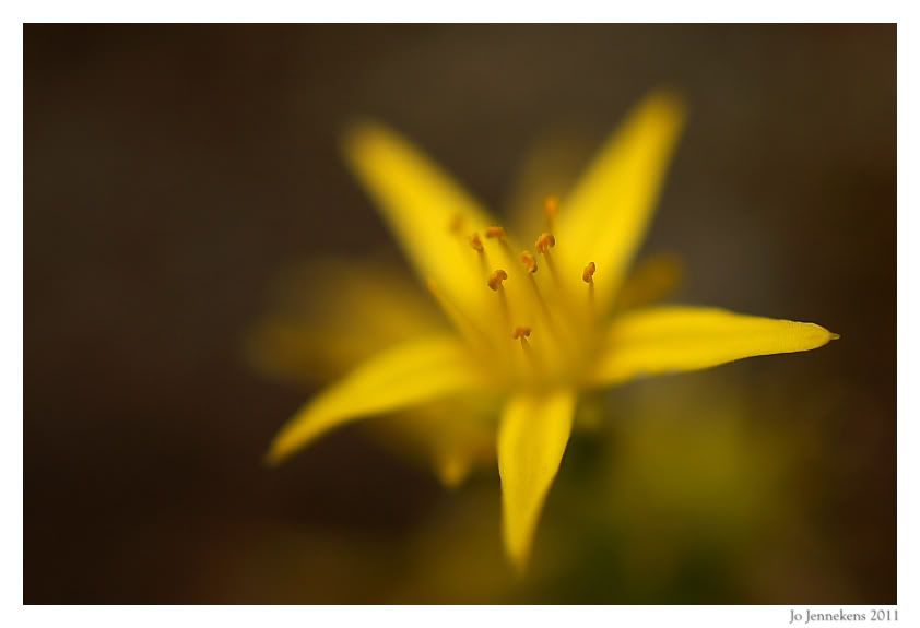 Fotografie