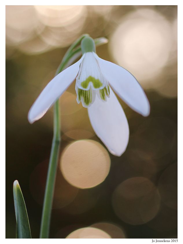Fotografie