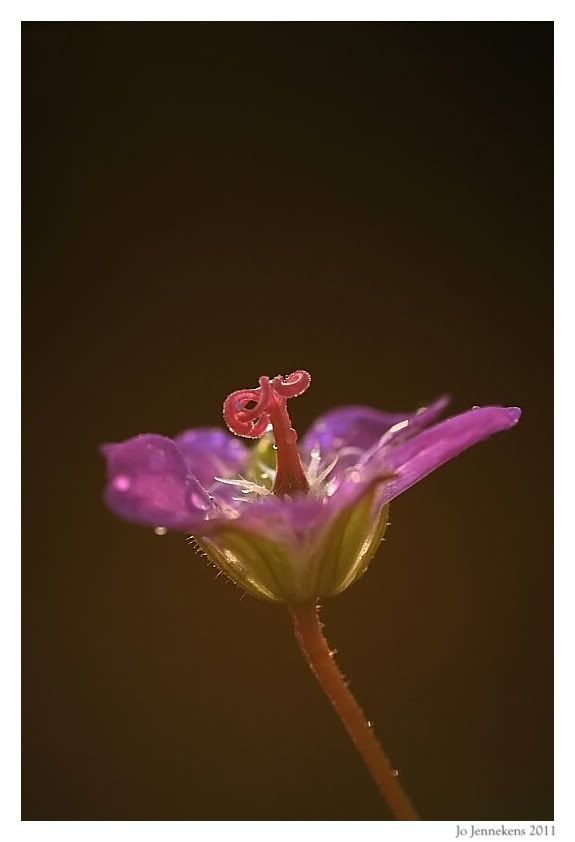 Fotografie