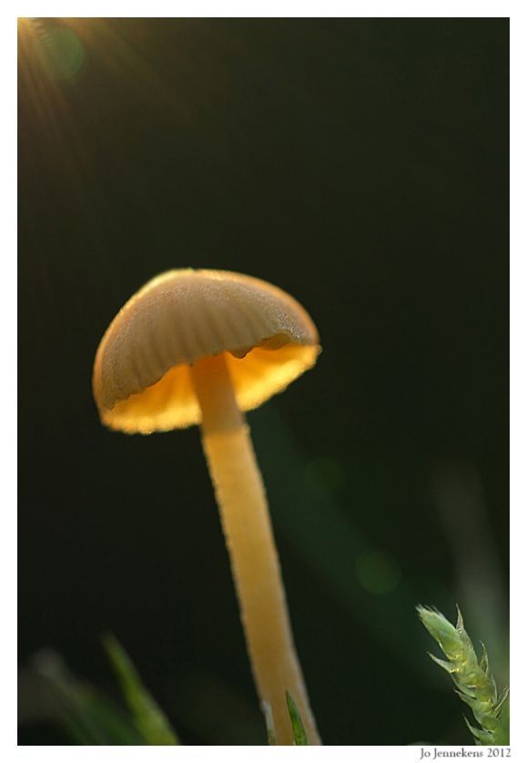 Fotografie