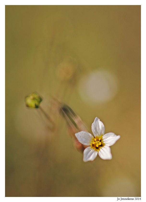 Fotografie