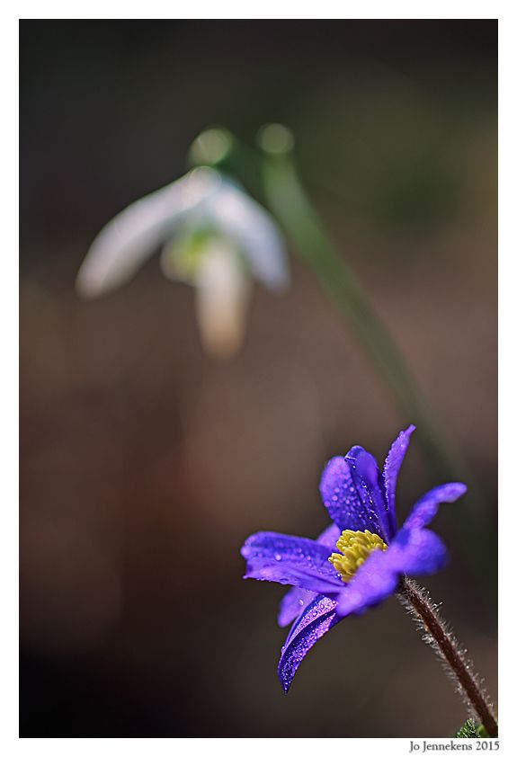 Fotografie