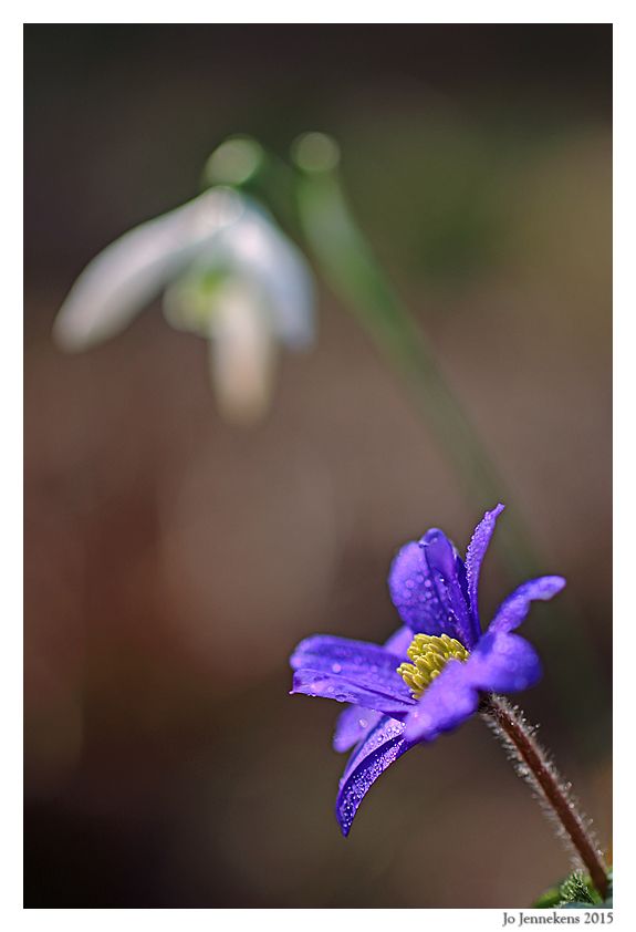 Fotografie