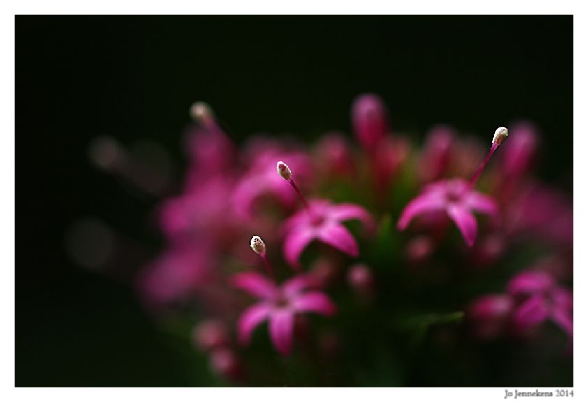 Fotografie