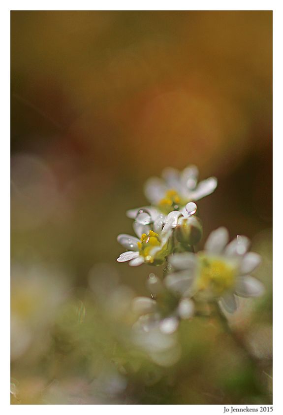 Fotografie