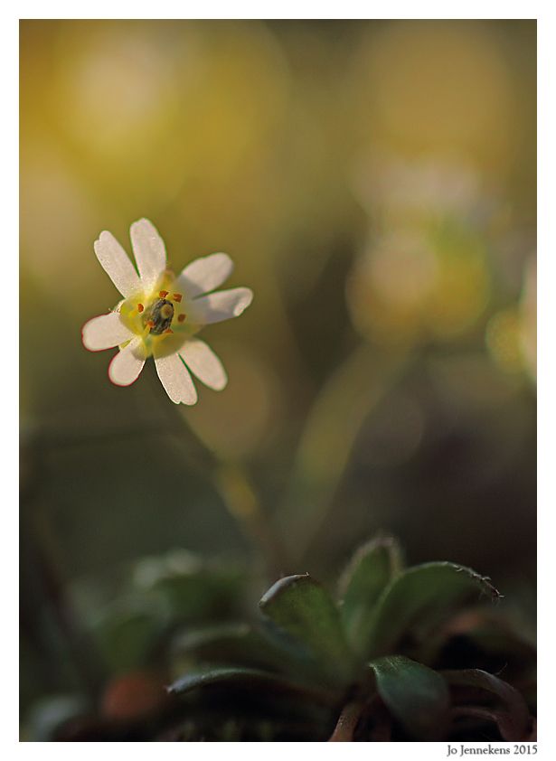 Fotografie