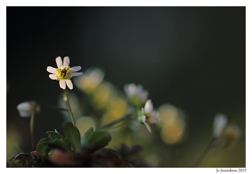 Fotografie