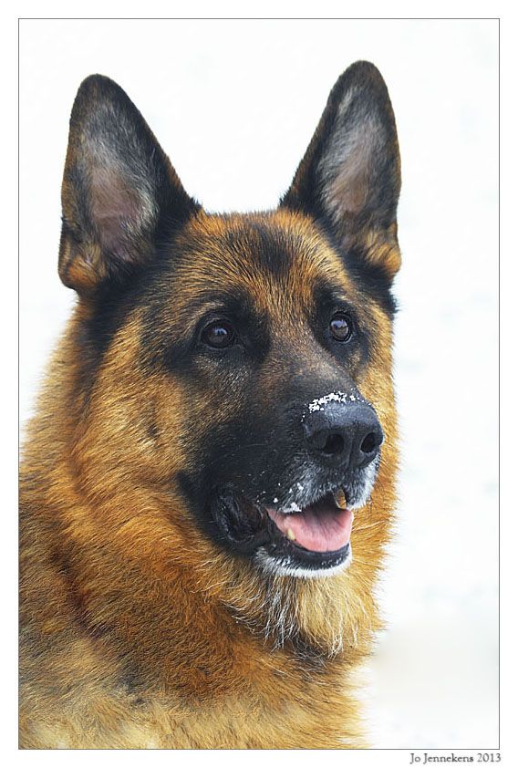 Fotografie