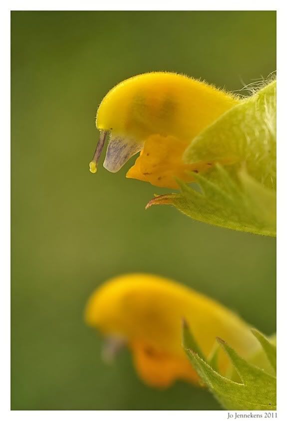 Fotografie