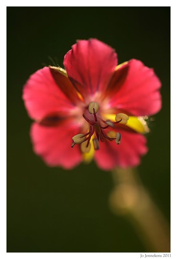 Fotografie