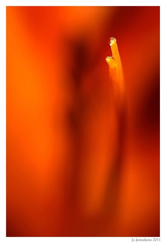 Fotografie