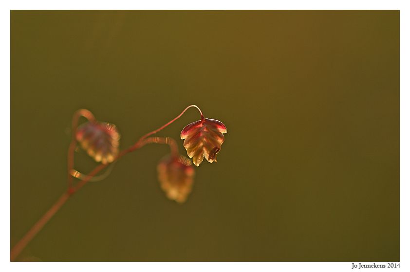 Fotografie