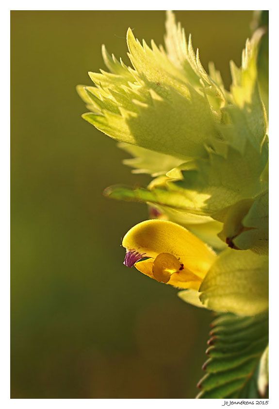 Fotografie