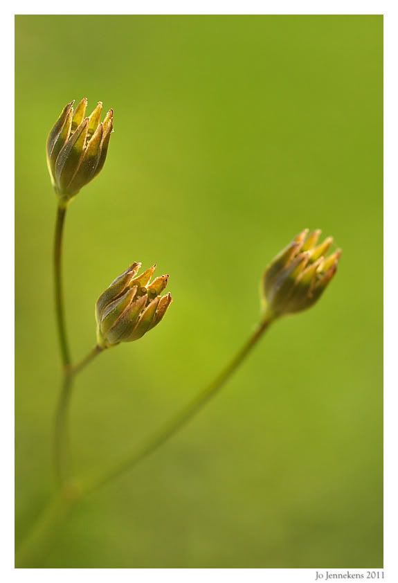 Fotografie