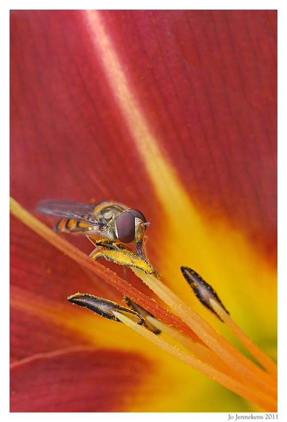 Fotografie